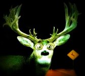 DeerInHeadlights_2.jpg