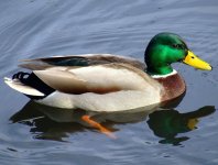 IMG_0098.JPG