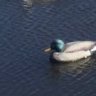 Decoy73