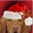Vizsla1